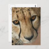 チーター猫はがき ポストカード (正面/裏面)