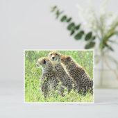 チーター科 ポストカード (スタンド正面)