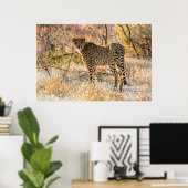 チーター見のまわりにた ポスター (ホームオフィス)