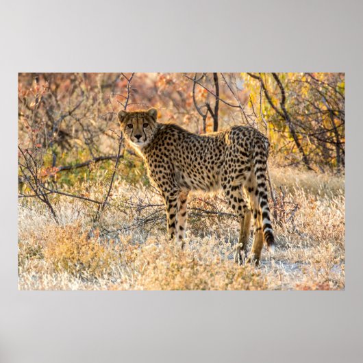 チーター見のまわりにた ポスター (正面)