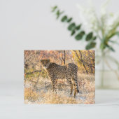 チーター見のまわりにた ポストカード (スタンド正面)