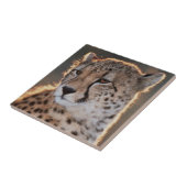 チーター見遠くにた タイル (側面)