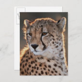 チーター見遠くにた ポストカード (正面/裏面)