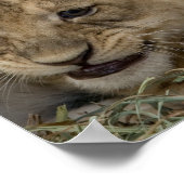 チーター遊カブス ポスター (角)