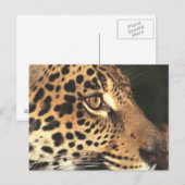 チーター顔 ポストカード (正面/裏面)