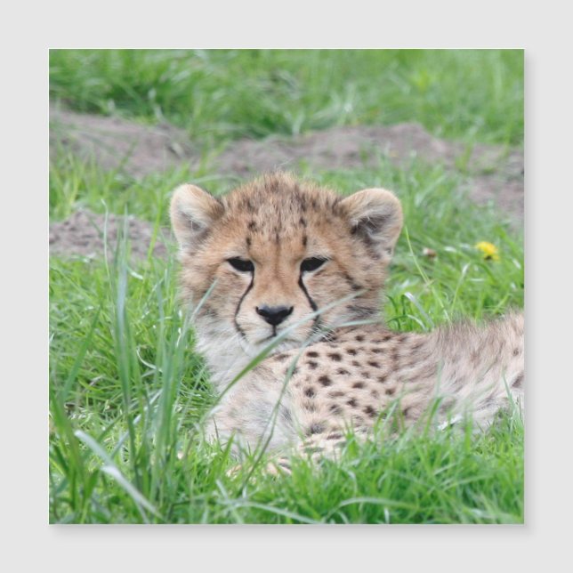 チーター002 (正面)