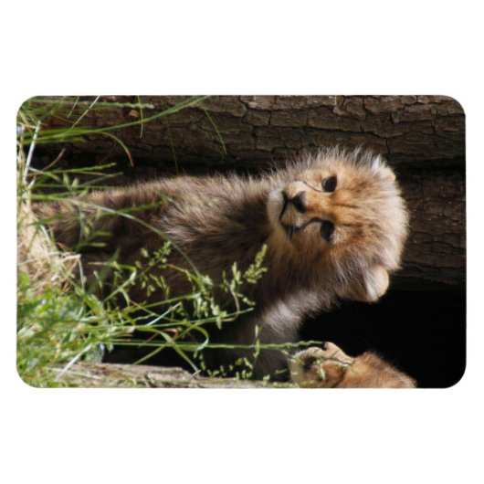 チーター005 マグネット (横)