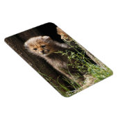 チーター005 マグネット (右側)