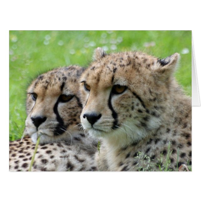 チーター009 (正面横)