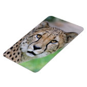 チーター009 マグネット (左側)