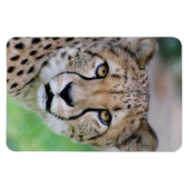 チーター009 マグネット (横)