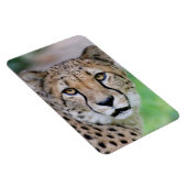 チーター009 マグネット (右側)