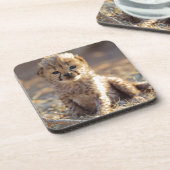 チーター19日歳男の子 コースター (左側)