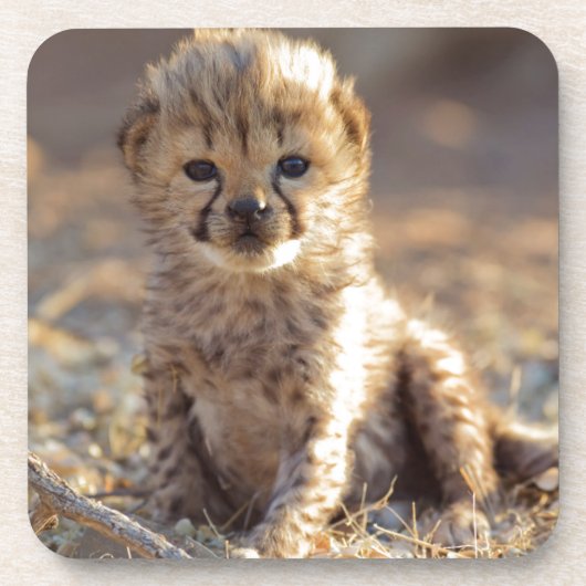 チーター19日歳男の子 コースター (正面)