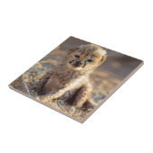 チーター19日歳男の子 タイル (側面)