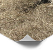 チーター20 x 15インチ ポスター (角)