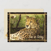 チーター・イメージ ポストカード (正面/裏面)