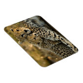 チーター・カブが母親に寄り添う マグネット (右側)