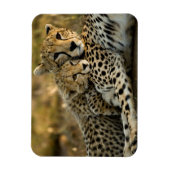 チーター・カブが母親に寄り添う マグネット (縦)