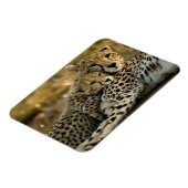 チーター・カブが母親に寄り添う マグネット (左側)