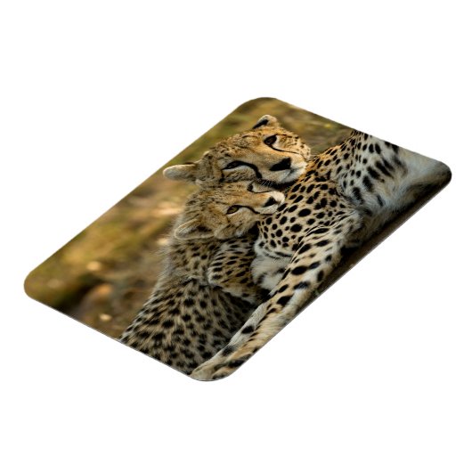 チーター・カブが母親に寄り添う マグネット (左側)