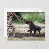 チーター・カブ ポストカード (正面/裏面)