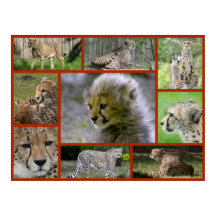 チーター – コラージュ001