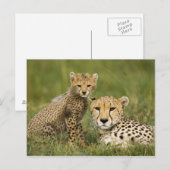 チーター、チタ（Acinonyx jubatus）と子 ポストカード (正面/裏面)