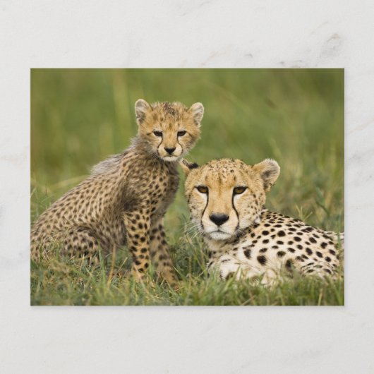 チーター、チタ（Acinonyx jubatus）と子 ポストカード (正面)