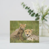 チーター、チタ（Acinonyx jubatus）と子 ポストカード (スタンド正面)