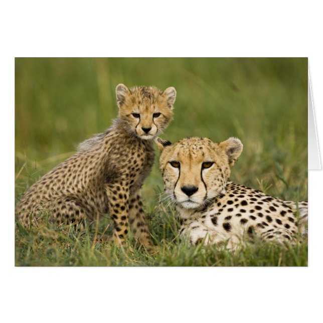 チーター、チーター、子連れ (正面横)