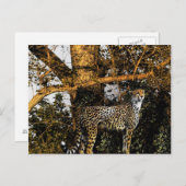 チーター ポストカード (正面/裏面)