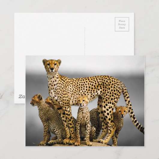 チーター ポストカード (正面/裏面)