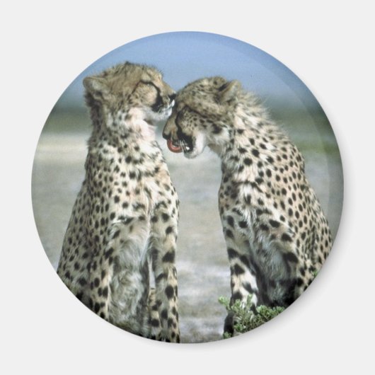 チーター マグネット (正面)