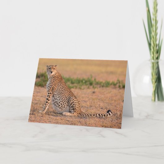 チーター，早朝に休息 カード (正面)