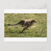 チーター(Acinonyx jubatus)の全速力での疾走 ポストカード (正面)