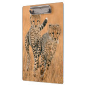 チーター (Acinonyx Jubatus) の走り クリップボード (左)