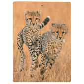 チーター (Acinonyx Jubatus) の走り クリップボード (裏面)