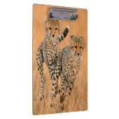 チーター (Acinonyx Jubatus) の走り クリップボード (右)