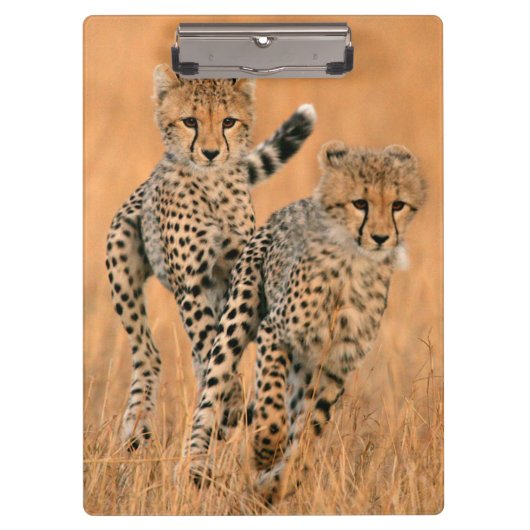 チーター (Acinonyx Jubatus) の走り クリップボード (正面)