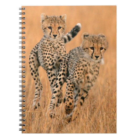チーター (Acinonyx Jubatus) の走り ノートブック (正面)
