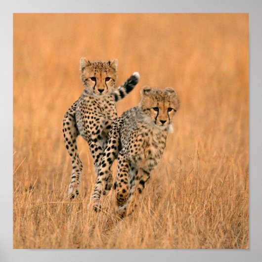 チーター (Acinonyx Jubatus) の走り ポスター (正面)