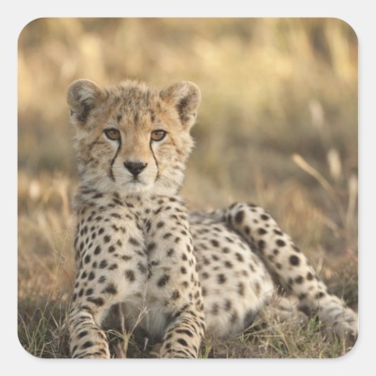 チーター, Acinonyx jubatus スクエアシール (正面)
