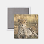 チーター, Acinonyx jubatus マグネット (正面/裏面)