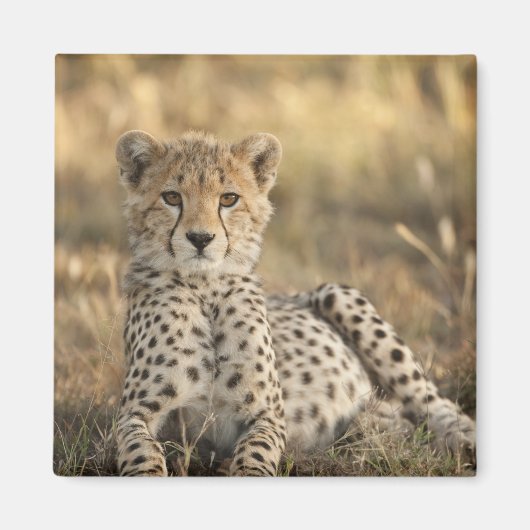 チーター, Acinonyx jubatus マグネット (正面)
