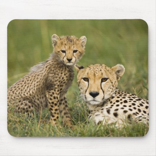 チーター、Acinonyx jubatus、子連れ マウスパッド (正面)