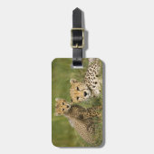 チーター、Acinonyx jubatus、子連れ ラゲッジタグ (正面縦)
