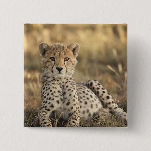 チーター, Acinonyx jubatus 缶バッジ (正面)