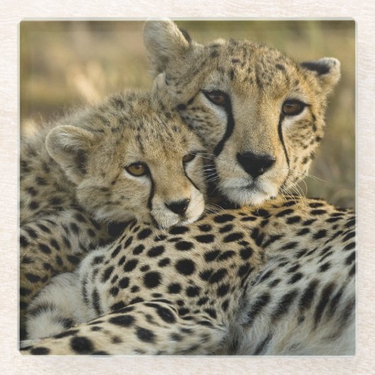 チーター、Acinonyx jubatus 2 ガラスコースター (正面)