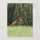 チータ草 ポストカード (正面)